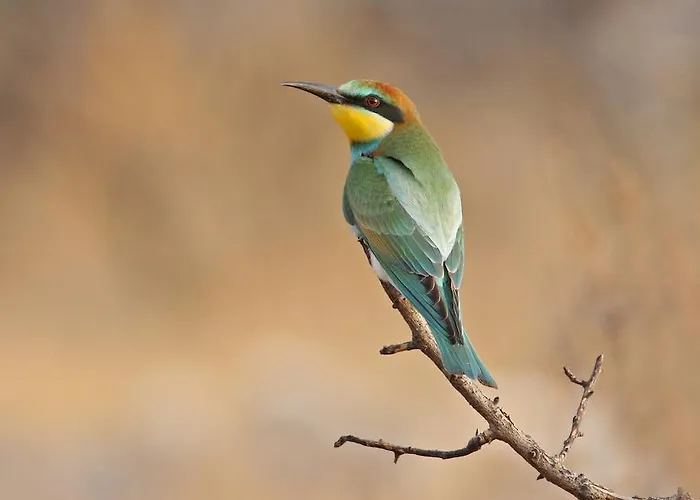 Locanda Vasilias Nikoklis Nikoklia